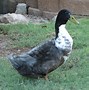Image result for Swedish Duck