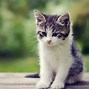 Image result for iPad Wallpaper Puppies and Kittens