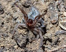 Image result for South African Spiders