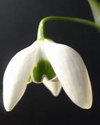 Image result for Galanthus Ophelia