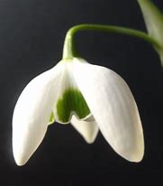 Image result for Galanthus Ophelia