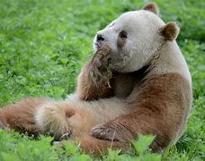 Image result for Brown Panda