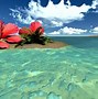 Image result for Pink Tropical Beach Wallpaper