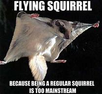 Image result for Squirrel Moment Meme