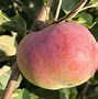 Image result for Wolf River Apple Size