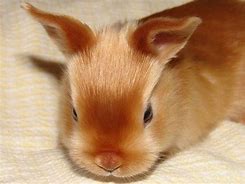 Image result for Rabbit Fur Breeds
