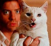 Image result for Fierce Cat GIF