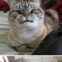 Image result for Big Cat Mean Face