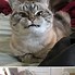 Image result for Angry Cat Reaction Meme