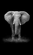 Image result for Elephant iPhone