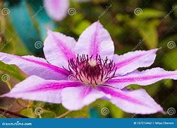 Image result for Clematis with White and Purple Stripe Flowers