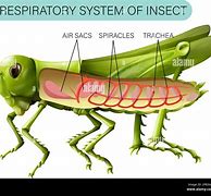 Image result for Insect Breathing Cartoon