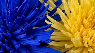 Image result for Yellow Pink and Blue Floral Background