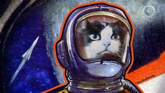 Image result for Funny Cat in Space