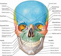 Image result for Human Skull Cranium