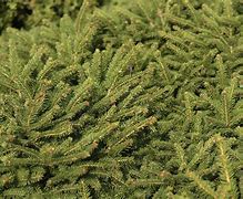 Image result for Birds Nest Spruce