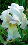 Image result for Iris germanica Fifty Fountains