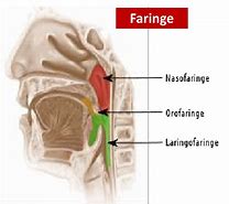 Image result for faringe