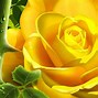 Image result for Beautiful Yellow Rose Artificial Intelligence Wallpaper