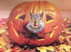 Image result for Halloween Pumpkin Squirrel