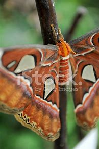 Image result for World's Largest Butterfly