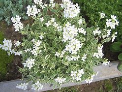 Image result for arabis