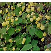 Image result for Epimedium Sunny and Share