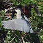 Image result for Colored Ibis