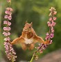 Image result for Funny Animals 2018