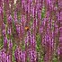 Image result for Salvia nemorosa Amethyst