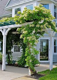 Image result for Full-Sun Vines