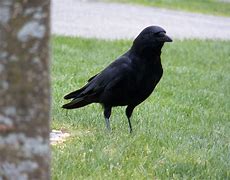 Image result for MRAP Crows