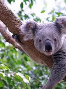Image result for Koala Bear Facts for Kids