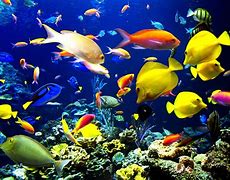 Image result for Many Fish in the Sea Escape Hook