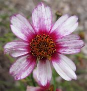 Image result for Coreopsis rosea Heavens Gate ®