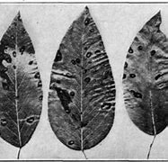 Image result for Common Pear Tree Diseases