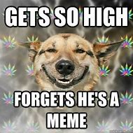 Image result for Stoner Dog Meme