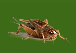 Image result for Sounds Like Crickets