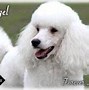 Image result for Spaniel Poodle