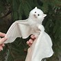 Image result for Vampire Bat Pet