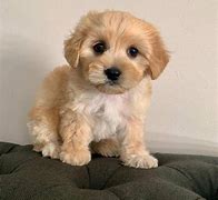 Image result for Huffy Dog Breed