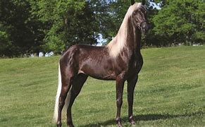 Image result for Rocky Mountain Horse Stallion