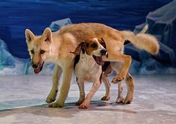 Image result for Beagle cloned wolf