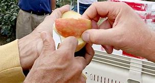 Image result for New York State Apple Varieties