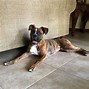 Image result for Overweight Boxer Dog