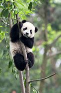 Image result for Baby Panda Bear in Tree