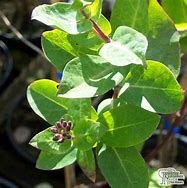 Image result for Lonicera periclymenum Chic 