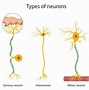 Image result for Brain Cell Types