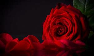 Image result for Red Rose with Black Background 1080