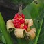 Image result for Elephant Ear Weed